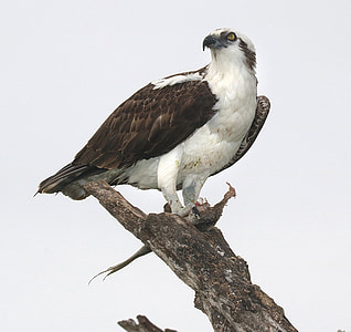 white and black bird photography thumbnail