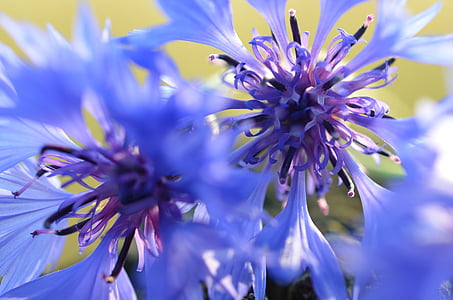 purple flowers in bloom thumbnail