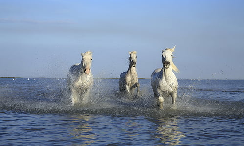 three white horses running on body of water thumbnail