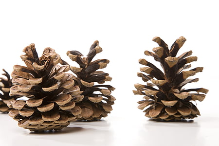 pine cones on white surface thumbnail