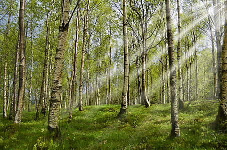 strands of trees thumbnail