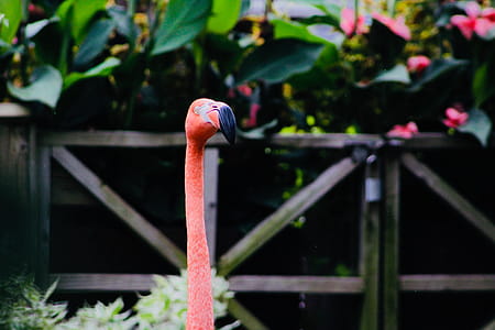 Selective Focus Photo of American Flamingo thumbnail