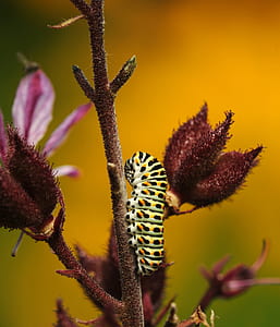 monarch caterpillar perched on maroon stem thumbnail