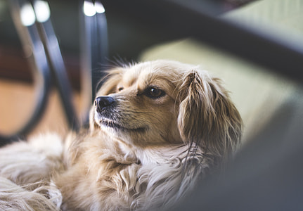 long-coated tan and white dog lying on floor thumbnail