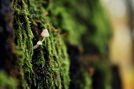 selective focus photography of white mushroom thumbnail