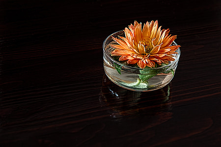 orange chrysanthemum in clear glass vase closeup photography thumbnail