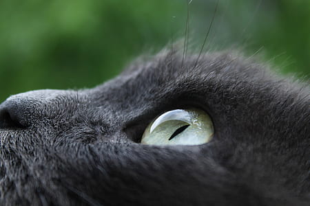 selective focus photo of black cat looking up thumbnail