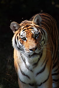 close-up photo of tiger standing on grass thumbnail
