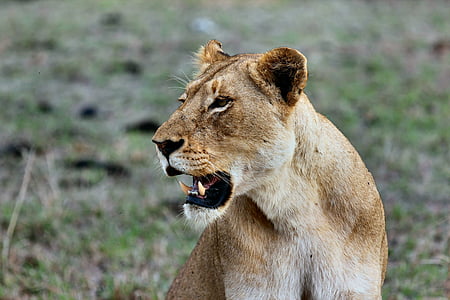 selective focus photography of brown and white lioness thumbnail