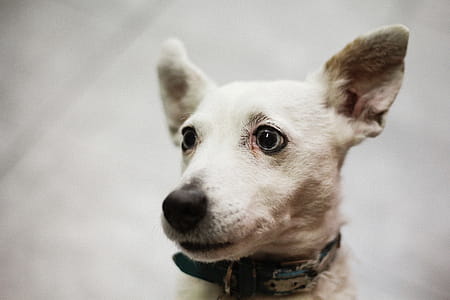 White Doggie thumbnail