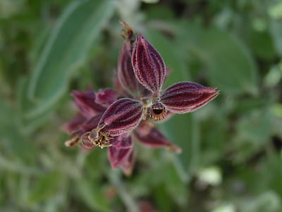 Macro Photography of Flower Buds thumbnail
