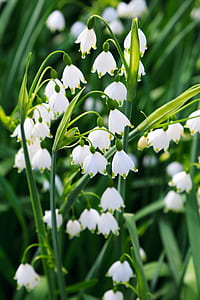 white flowers thumbnail