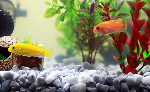 yellow and orange fishes beside green and red plant thumbnail