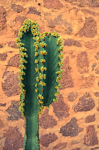 selective focus photography of green cactus thumbnail