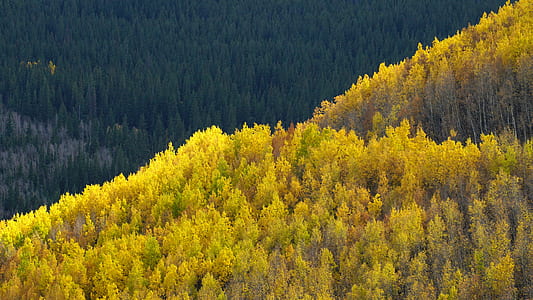 aerial photography of forest thumbnail