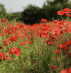 red flower field during daytime thumbnail