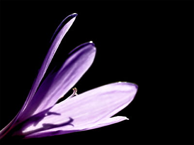 shallow focus photography of purple flower thumbnail