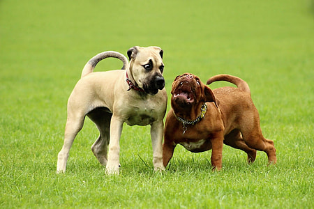 two dogs on field thumbnail