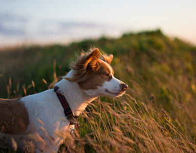 short-coated brown and white dog on green grass at golden hour thumbnail