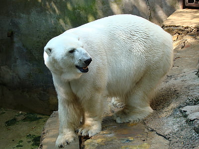 polar bear beside concrete wall thumbnail