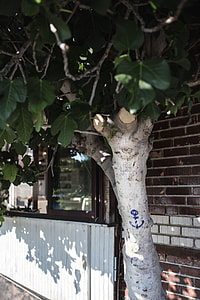 Anchor drawn on the tree, Nessebar, Bulgaria thumbnail