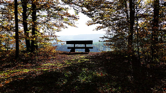 black wooden bench between trees during daytime thumbnail