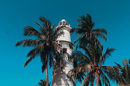 Lighthouse And Coconut Trees thumbnail