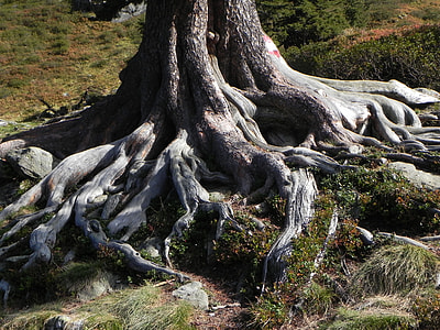 black and white tree roots thumbnail