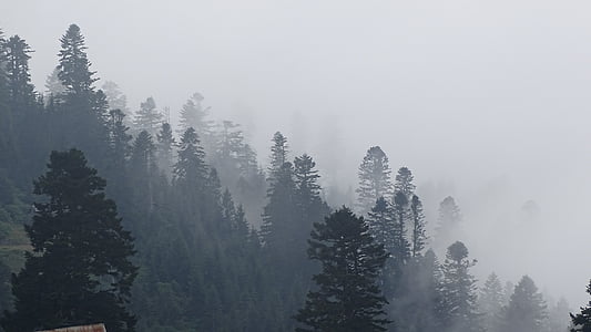 green trees covered in fog thumbnail