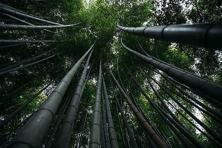 Woodland trees in the forest in Kyoto, Japan thumbnail