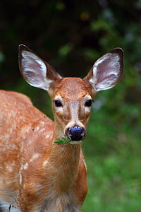 brown deer eating plant thumbnail
