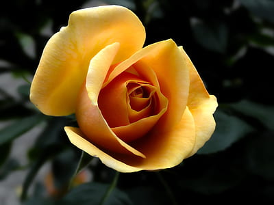 closeup photography of yellow rose thumbnail