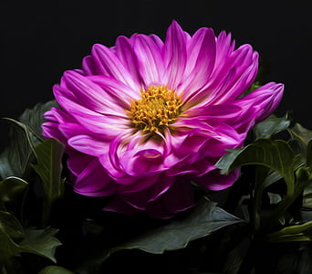 pink water lily flower thumbnail
