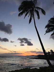 silhouette of coconut palm tree beside sea thumbnail