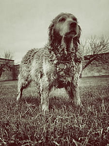 Brown Long Coat Dog Standing on Grass Field during Daytime thumbnail