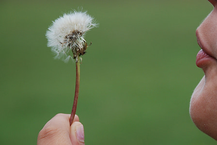 person holding dandelion flower thumbnail