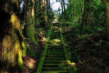 grey concrete stairs between green leaf trees at daytime thumbnail