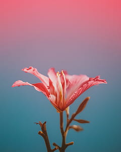 pink lily macro photography thumbnail