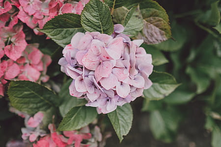 pink and purple hydrangeas in bloom at daytime thumbnail