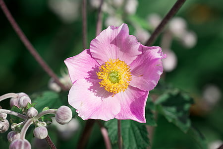 close-up photography of pink anemone flower thumbnail