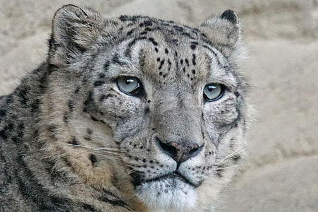 white brown, and black jaguar close-up photo thumbnail