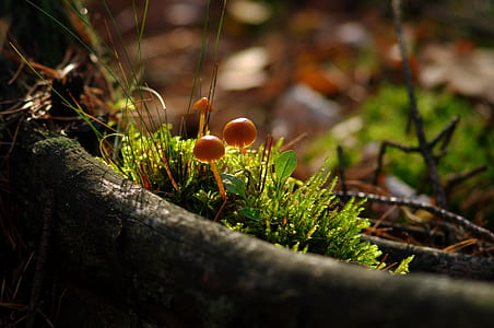 photo of brown mushrooms thumbnail