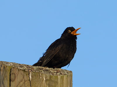 close-up photography of common blackbird thumbnail