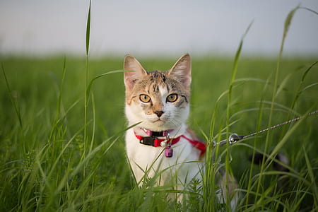 white and beige cat on grass field thumbnail