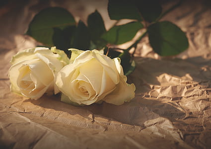 two white rose flowers on brown paper thumbnail