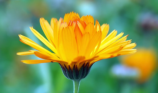 yellow flower thumbnail