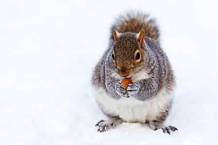 gray and white squirrel thumbnail