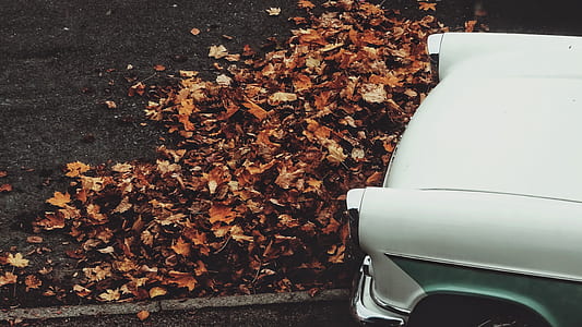 dried leaves in front of white vehicles thumbnail