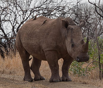 closeup photo of rhinoceros thumbnail