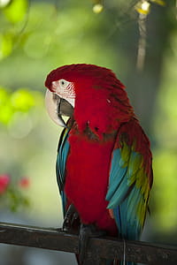 Macaw Bird thumbnail
